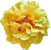 To select a Peony Art look above and click your Selection please