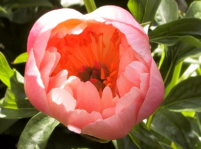 Breeder: Wissing, Canada  (Peony Herbaceous Hybrid)
