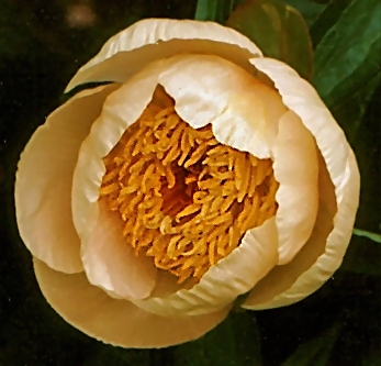 Breeder: Don Hollingsworth, USA  (Peony Herbaceous Hybrid)
