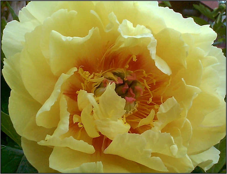 Breeder: Don Hollingsworth 1984, USA
(Paeonia Intersectional Hybridia) 