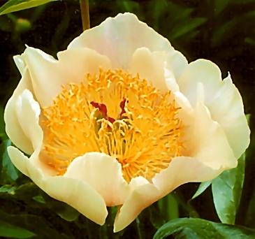 Breeder: Don Hollingsworth, USA (Peony Herbaceous Hybrid)