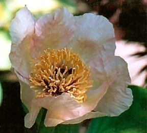 CLIK HERE FOR A LARGER PIC / Breeder: Victor Lemoine, France  (Peony Herbaceous Hybrid)