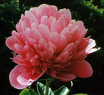 Breeder: Cousins- Klehm, Can/USA (Peony Herbaceous Hybrid)
