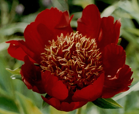 Breeder: Walter Mains (1957), USA (Herbaceous Hybrid)